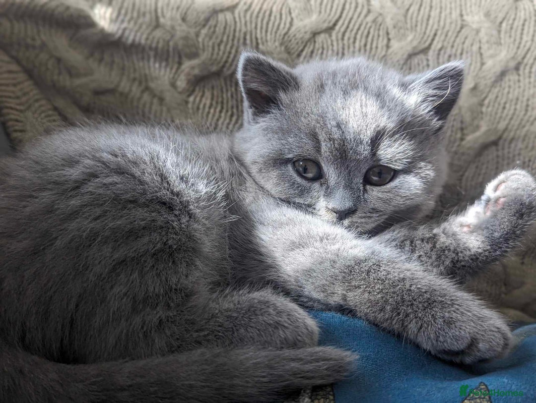 British Shorthair cats for sale: Both parents pedigreesTICA pedigree-dad5xchampion  - Image 29