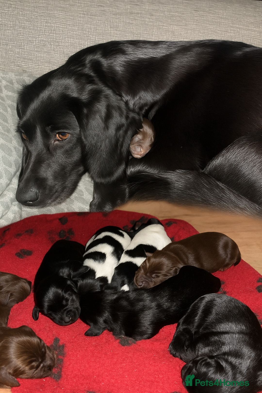 Sprocker dogs for sale: 7 beautiful sprockers for sale  - Advert 5