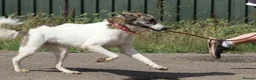 Mixed Breed dogs for adoption: 🌸 FLO - Now is her time to bloom🌸 in Worcester - Advert 12