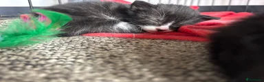 Mixed Breed Kitten 4