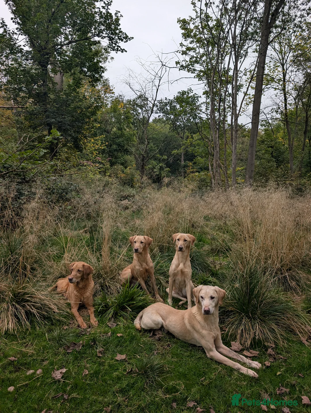 Labrador Retriever dogs for stud: Working yellow Labrador  - Advert 3