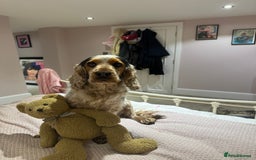 Cocker Spaniel dogs for sale: Exceptional litter of Show Type Cocker Spaniels - Image 2