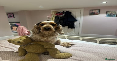 Cocker Spaniel dogs Exceptional litter of Show Type Cocker Spaniels - Advert 1