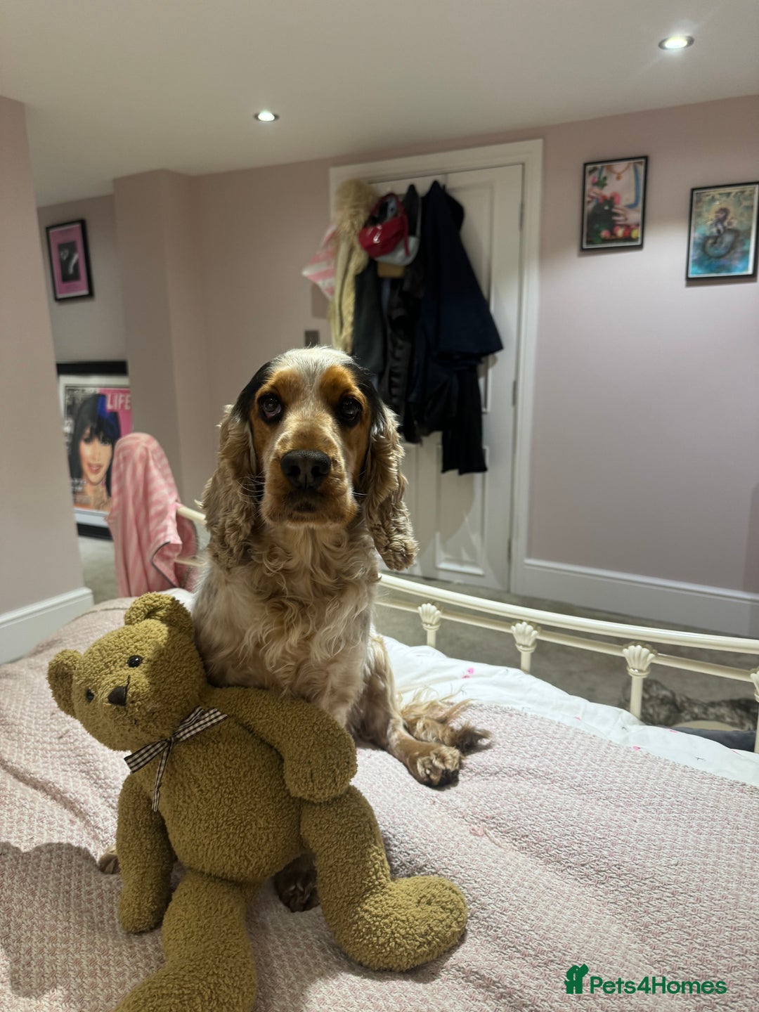 Cocker Spaniel dogs for sale: Exceptional litter of Show Type Cocker Spaniels - Image 2