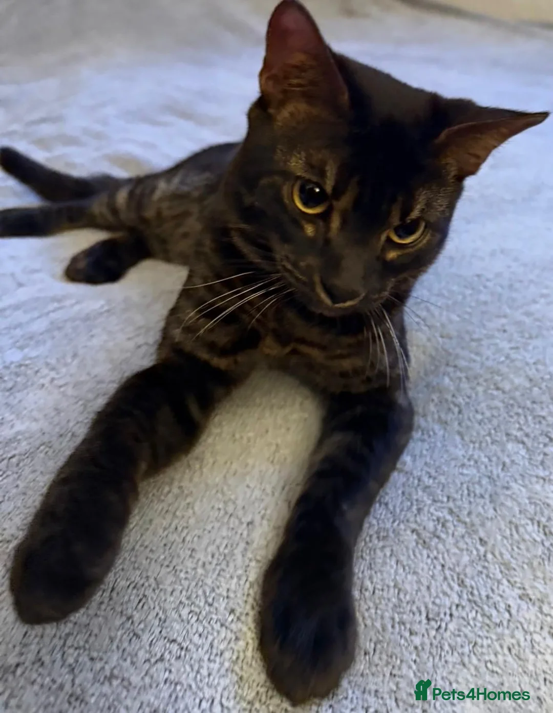 Bengal cats for sale: Oreo, Male Bengal Cat   - Advert 5