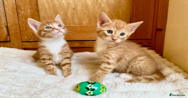 Mixed Breed cats - Advert 6