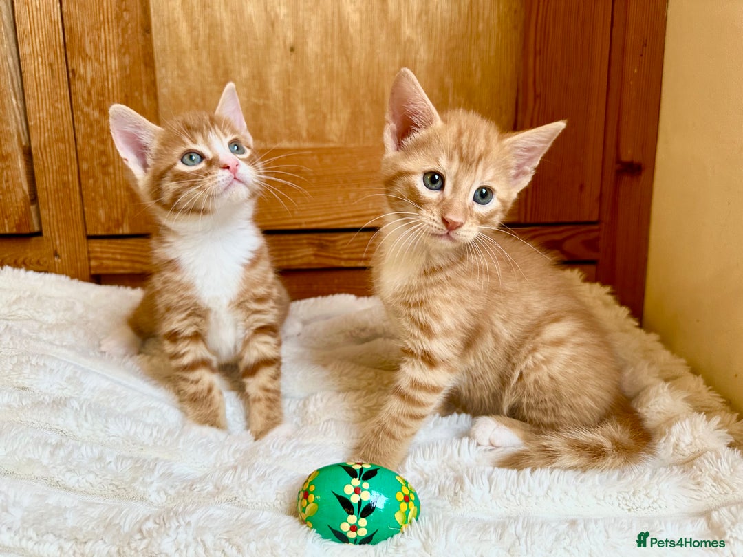 Mixed Breed cats for sale: Ginger Kittens from half Siamese mum - Image 2