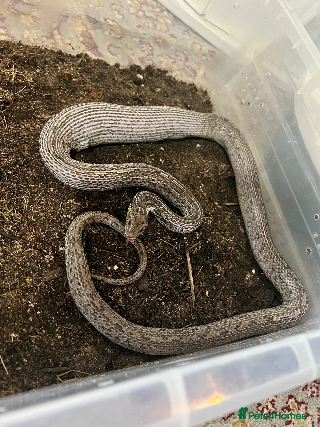 Corn Snake reptiles for sale: Rare morph corn snake - Advert 4