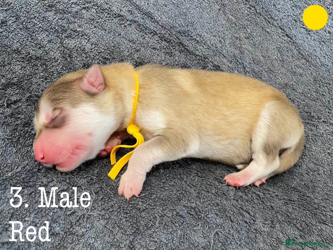 Mixed Breed dogs for sale: Malamute x Alaskan Shepherd Litter - Image 5