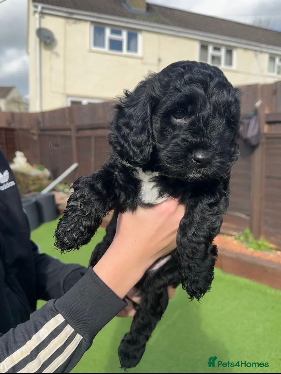 Cockapoo dogs 🐶 Beautiful F2 Cockapoo Puppies for Sale 🐶 - Advert 13