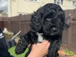Cockapoo dogs 🐶 Beautiful F2 Cockapoo Puppies for Sale 🐶 - Advert 13