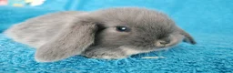 Mini Lop rabbits for sale: Baby mini lop rabbits for sale  - Advert 4