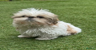 Shih Tzu dogs - Advert 6