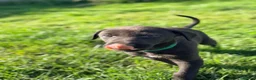 Lurcher dogs for sale: Lurcher Puppies. 5 boys and 1 girl left - Advert 16
