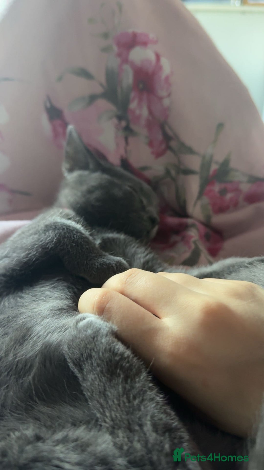 Bombay cats for sale: Two Gorgeous Girls - Advert 1