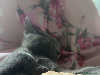 Bombay cats Two Gorgeous Girls - Advert 7