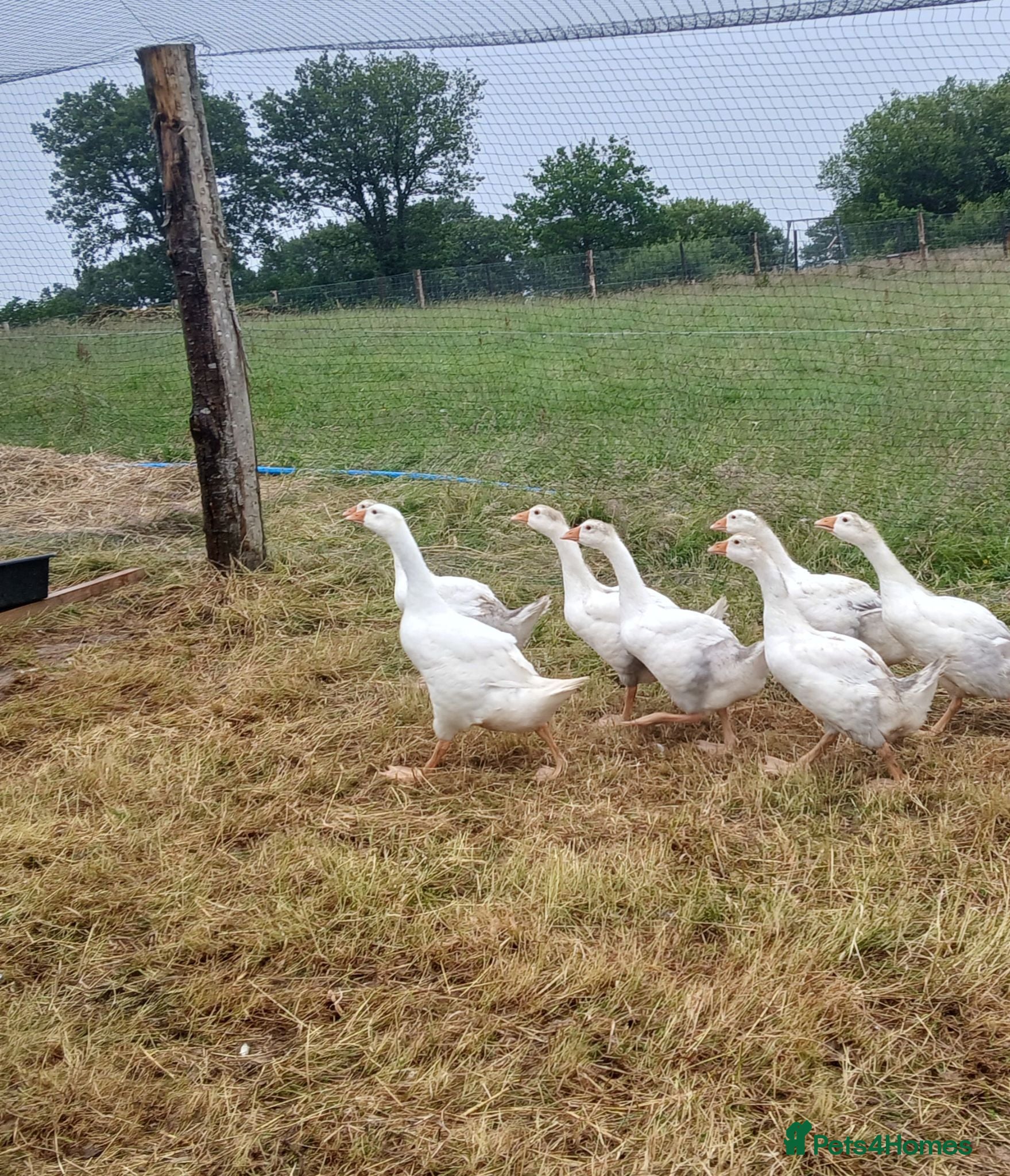 Geese poultry Embden x toulouse goslings - Advert 1