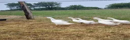 Geese poultry for sale: Embden x toulouse goslings - Advert 1