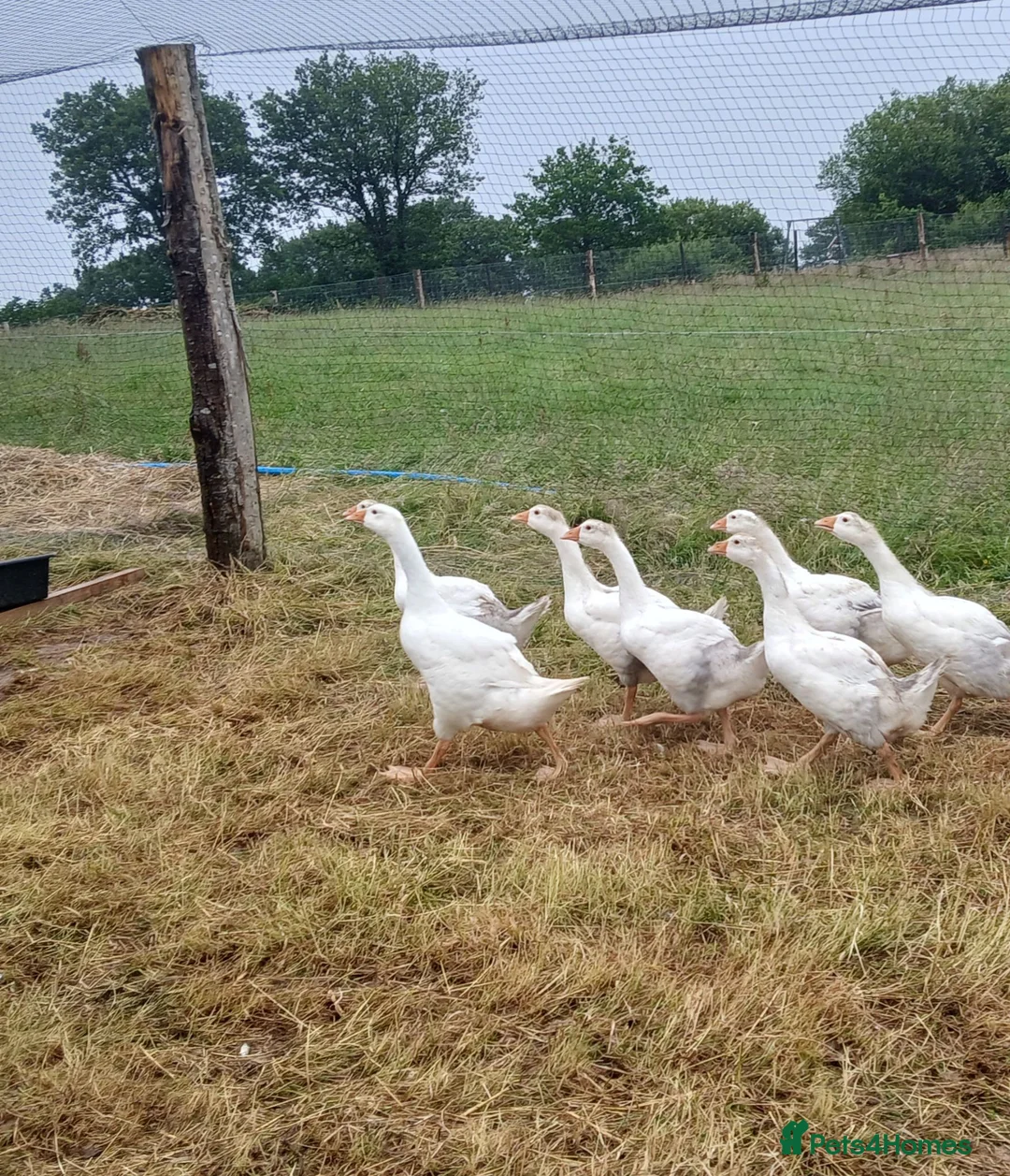 Geese poultry for sale: Embden x toulouse goslings - Advert 1