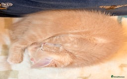 Ragdoll cats for sale: Sealpoint x kittens - Image 12