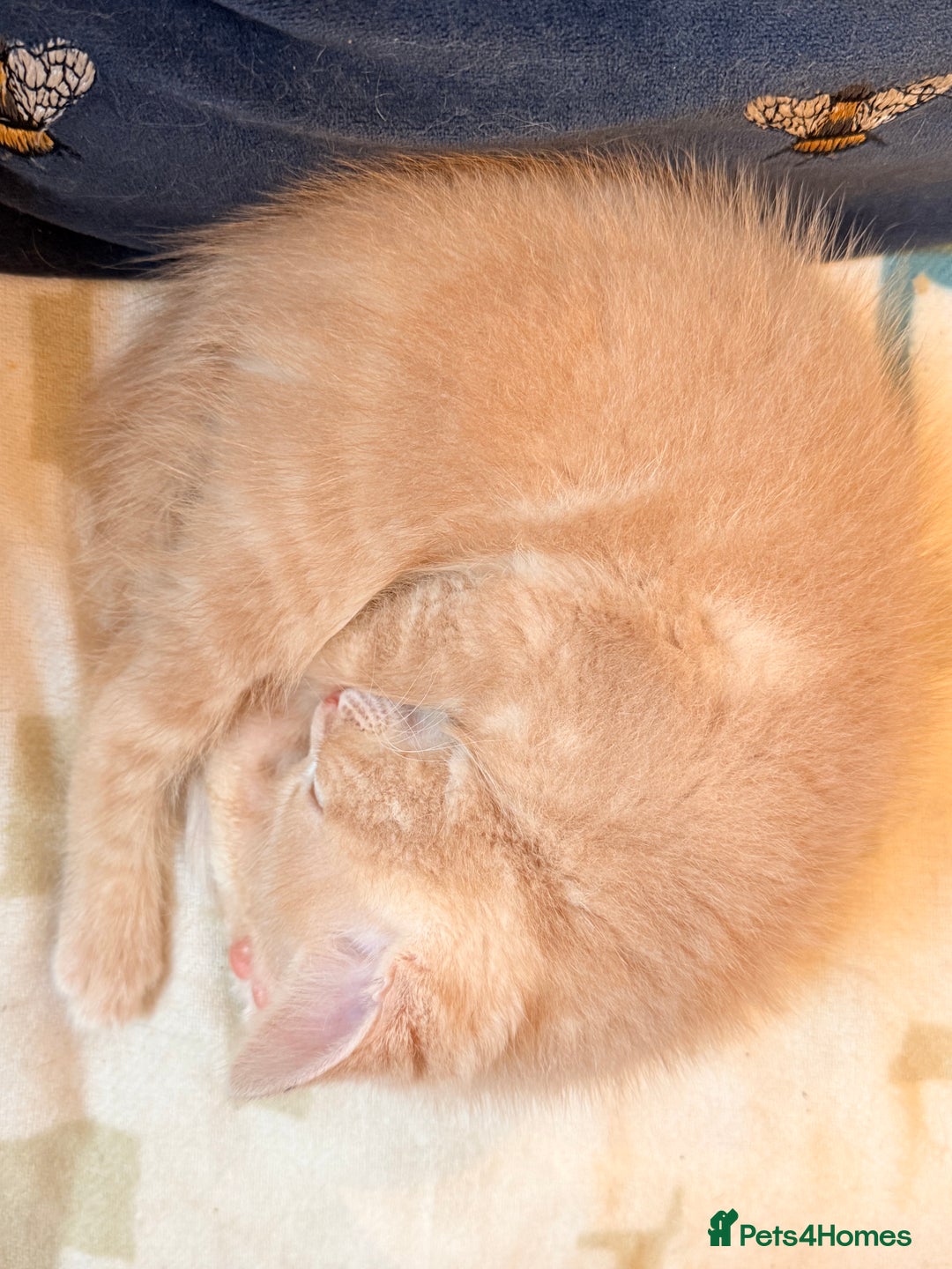 Ragdoll cats for sale: Sealpoint x kittens - Image 12