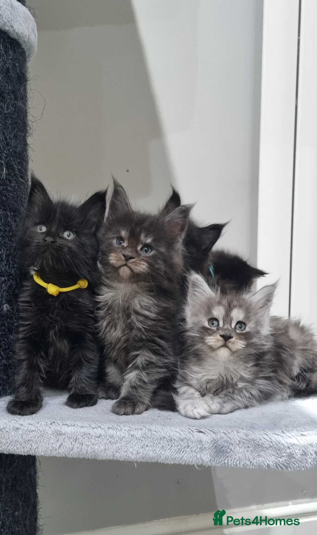 Maine Coon cats for stud: Proven Champion bloodlines stud in Doncaster - Advert 22