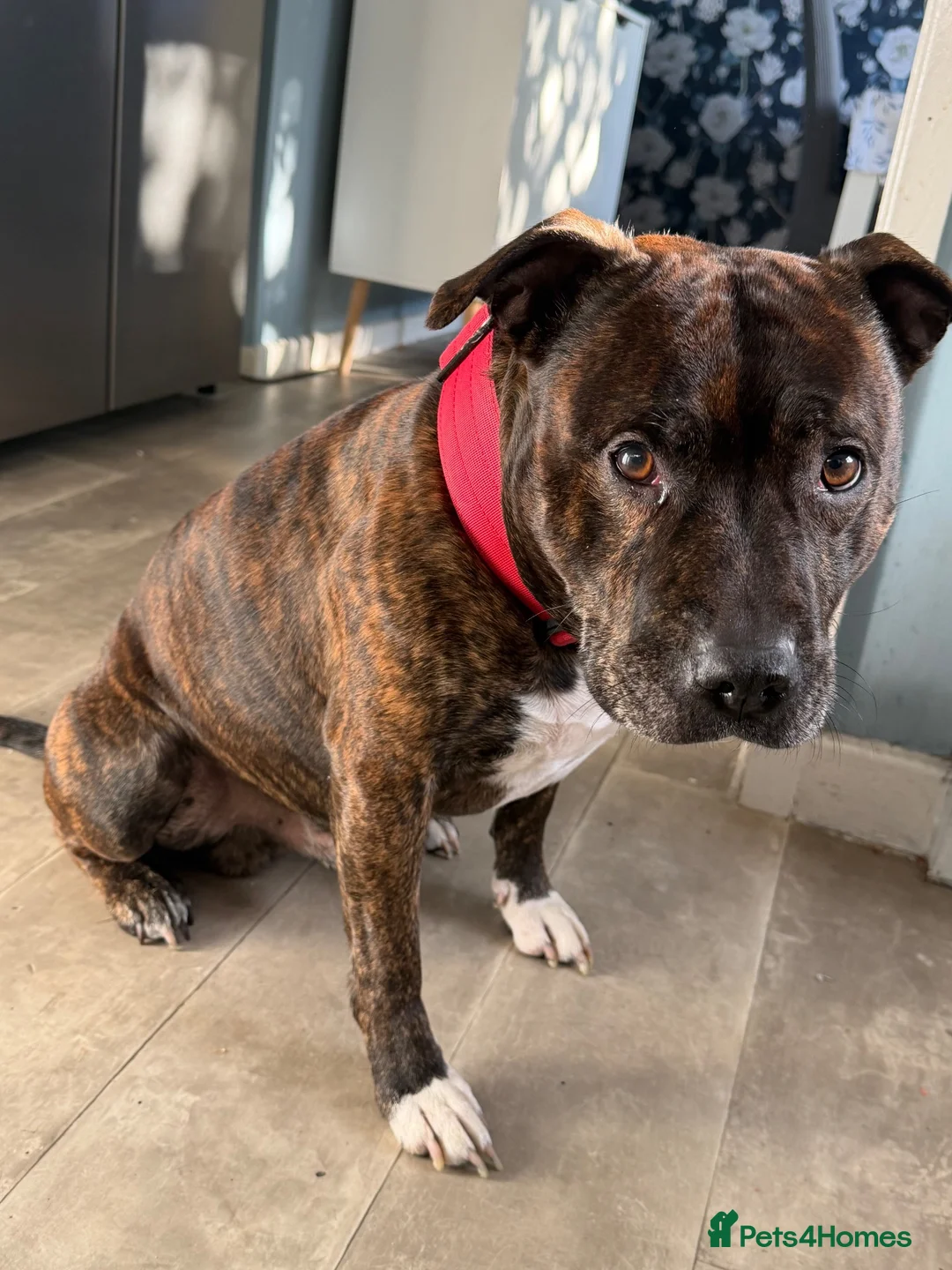 Staffordshire Bull Terrier dogs for stud: Staffy for stud  in Rotherham - Advert 5