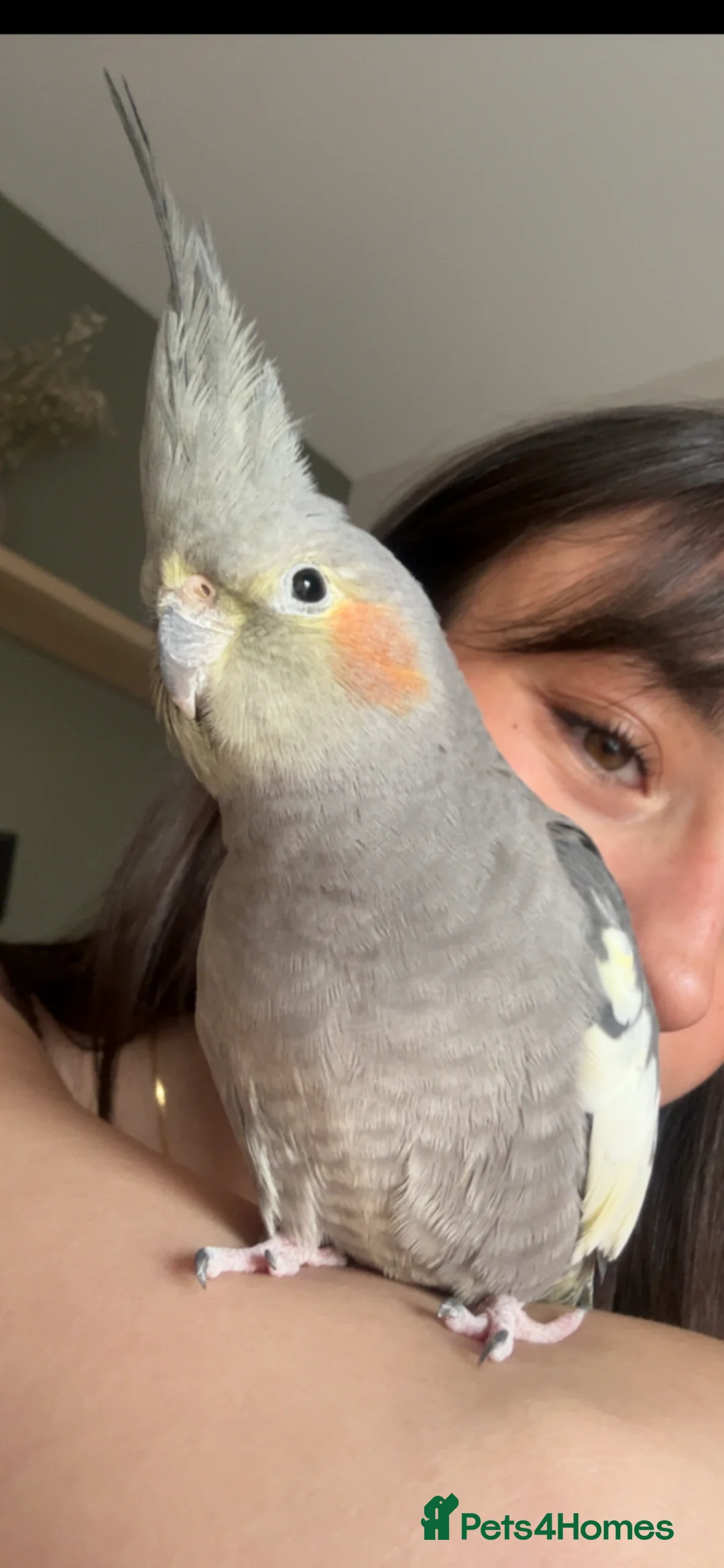 Cockatiels birds for sale: Female cockatiel for sale  in Liverpool - Advert 2