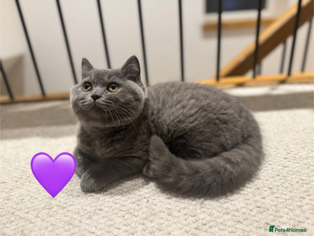British Shorthair cats for sale: British Shorthair Blue 3 Girls GCCF registered  - Advert 20