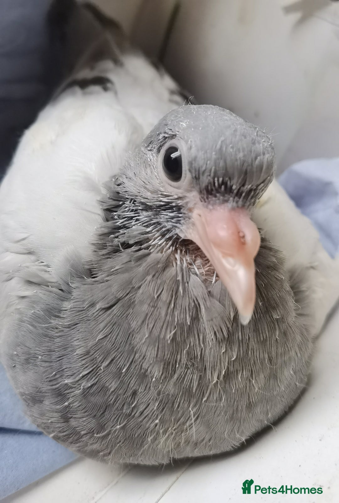 Pigeons birds for sale: Pigeons [Semi Hand-Raised] - Fancy & Racing Breeds - Advert 2