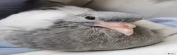 Pigeons birds for sale: Pigeons [Semi Hand-Raised] - Fancy & Racing Breeds - Advert 2