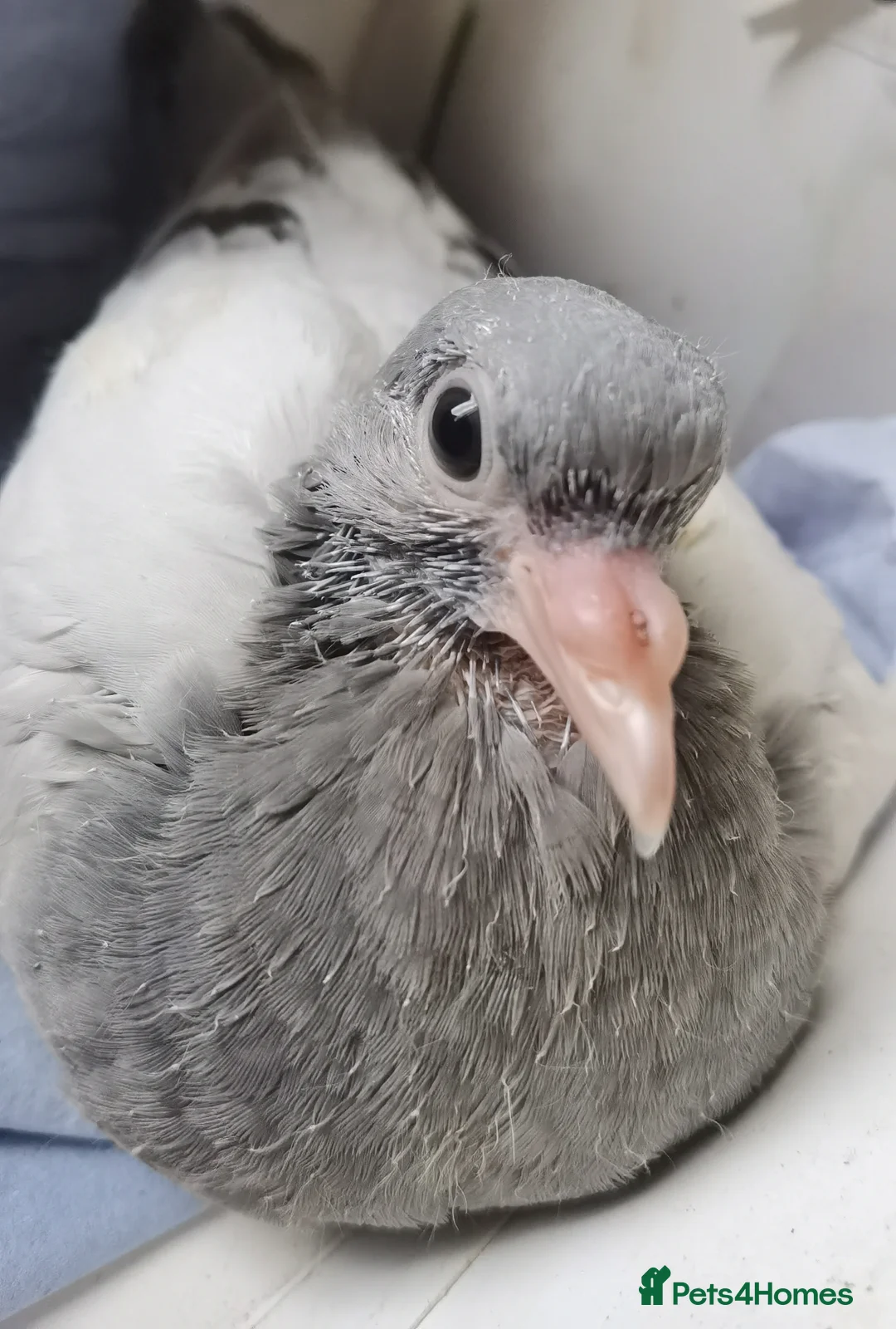 Pigeons birds for sale: Pigeons [Semi Hand-Raised] - Fancy & Racing Breeds - Advert 2