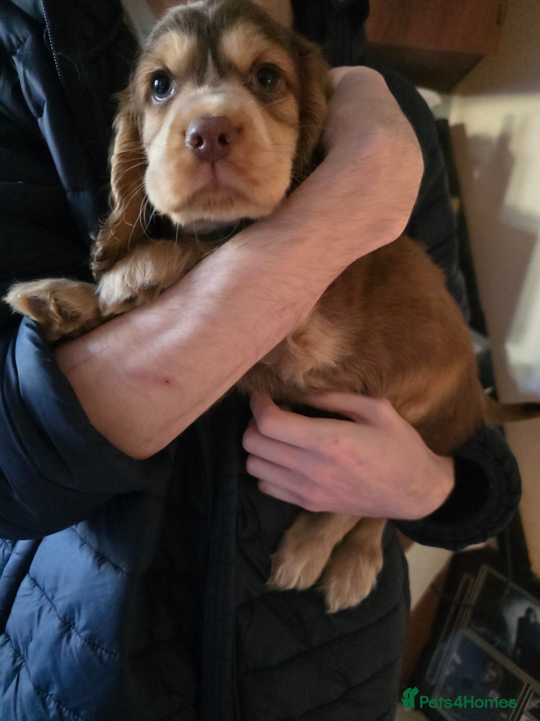 Cocker Spaniel dogs for sale: Stunning cocker spaniel puppies 2 boys left  - Advert 7