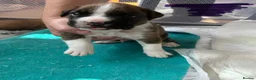 Boxer dogs for sale: Gorgeous litter of boxer puppies 🐶  in Nottingham - Advert 7