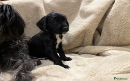 Mixed Breed dogs for sale: Springer Schnoodle puppies  - Advert 6