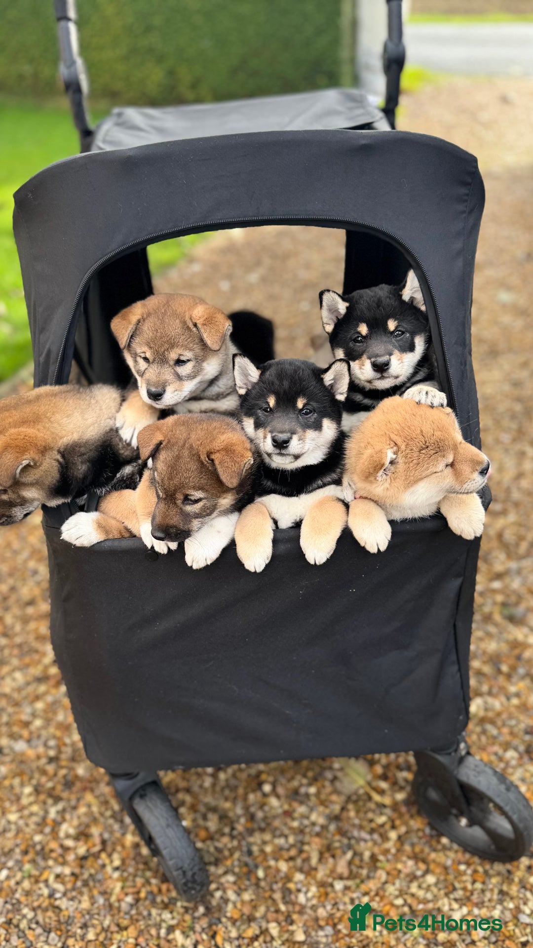 Shiba Puppies for sale Pets4Homes