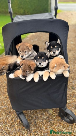 Japanese Shiba Inu dogs - Advert 1