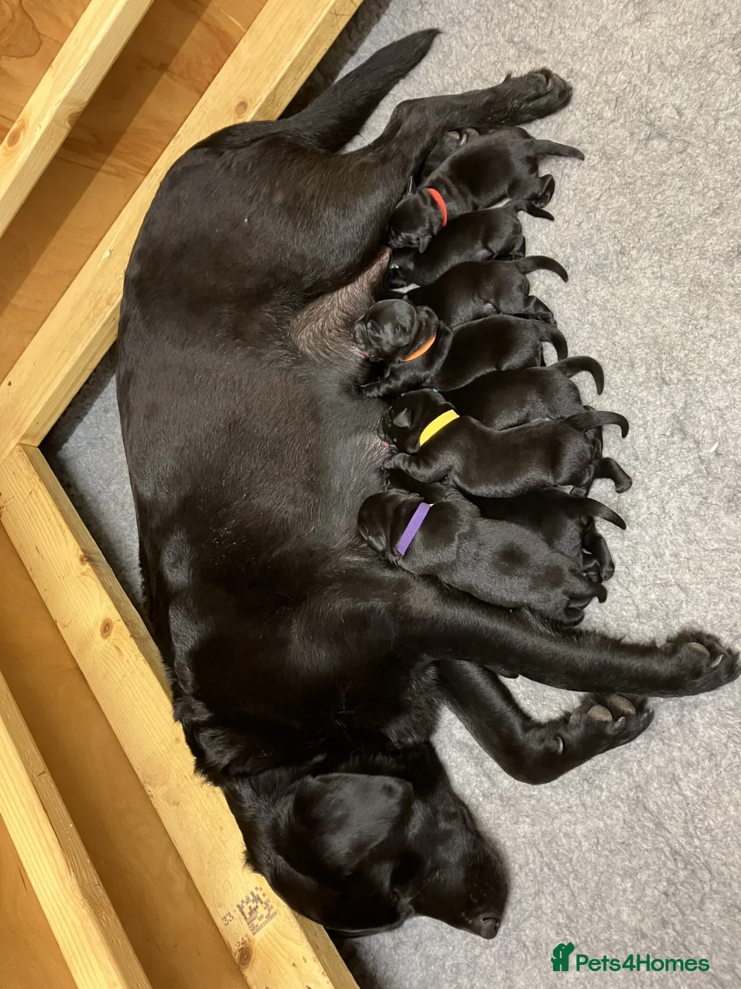 Labrador Retriever dogs for sale: CHUNKY SHOW TYPE BLACK KC REG LABRADOR PUPPIES - Advert 2