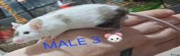 Mouse rodents for sale: MALE & Female FANCY MICE 🐁🐾 - Advert 5