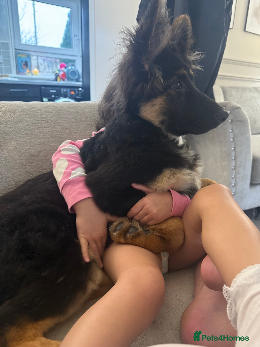 German Shepherd dogs for sale: 💔 Loving Home Wanted  – 4-Month-Old GS Puppy 💔 - Advert 8