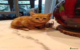 British Shorthair cats for sale: Cuddly Ginger Kitten Waiting for You 🐾 - Image 6
