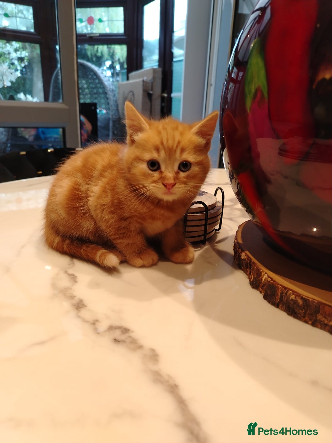 British Shorthair cats for sale: Cuddly Ginger Kitten Waiting for You 🐾 - Image 6