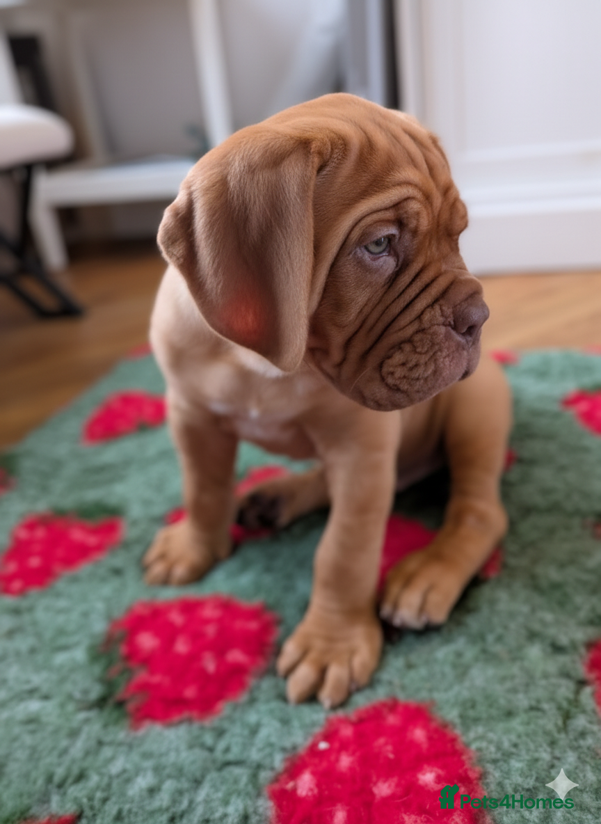 Dogue De Bordeaux dogs Ready to leave on Tues 3rd February  1 boy left! - Advert 4