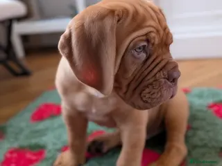 Dogue De Bordeaux dogs Ready to leave on Tues 3rd February 1 boy left! - Advert 4