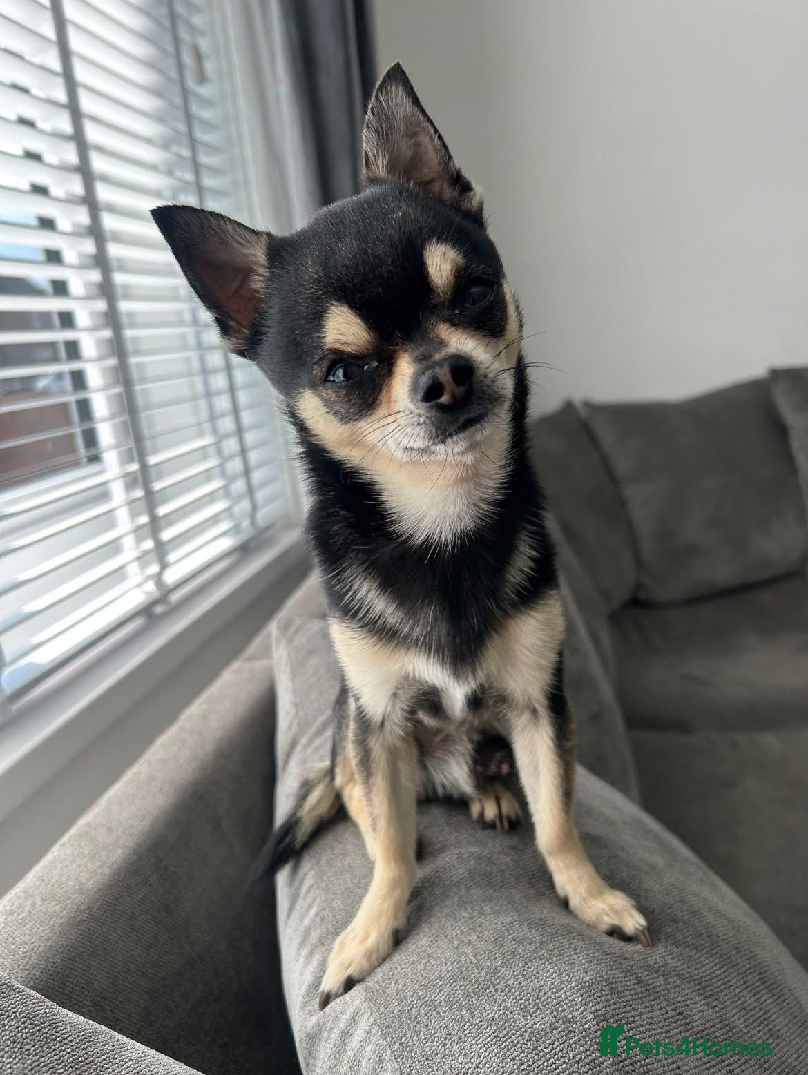 Chihuahua dogs  **  Chihuahua Available for Stud - Advert 3