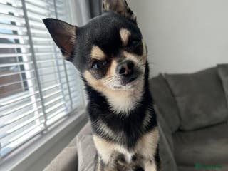 Chihuahua dogs Chihuahua Available for Stud - Advert 6