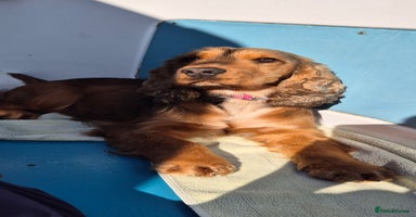 Cocker Spaniel dogs - Advert 9