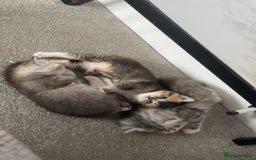 Mixed Breed cats for sale: Rare British Longhair x Scottish straight Kittens✨ - Image 7