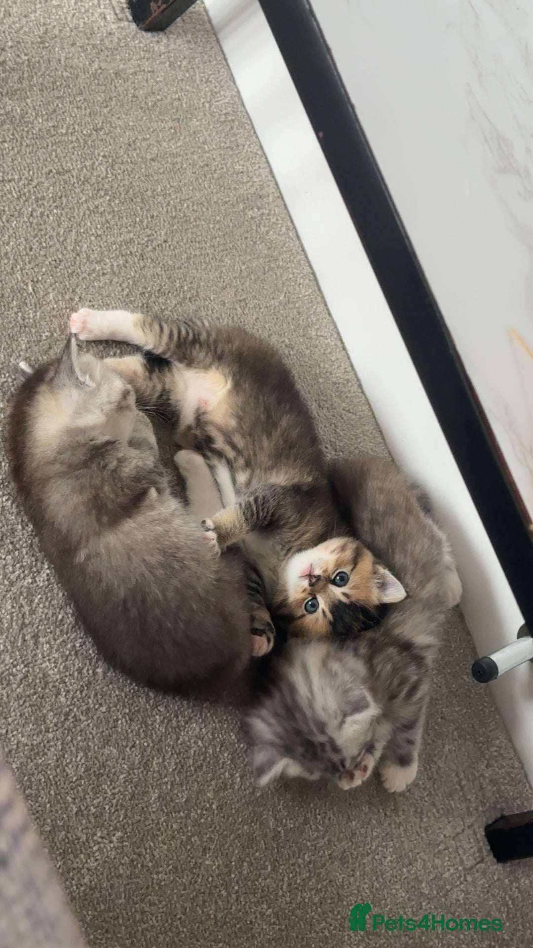 Mixed Breed cats for sale: Rare British Longhair x Scottish straight Kittens✨ - Image 7