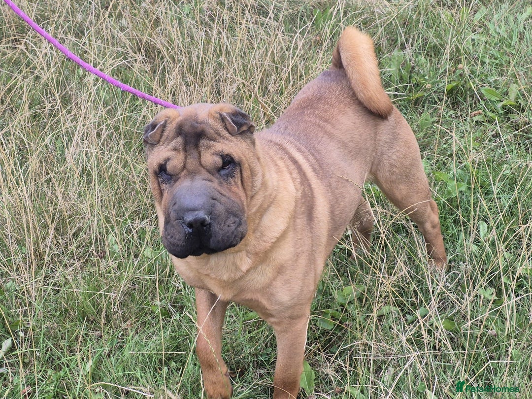 Shar Pei dogs for sale: Shar pei rehoming - Image 4